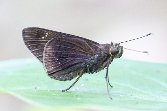 Eutychide complana-2125