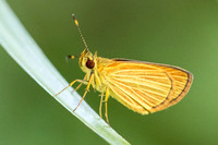 Lento xanthina
