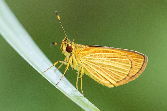 Lento xanthina -4031