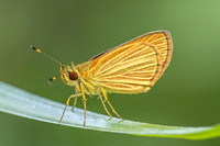 Lento xanthina -4033