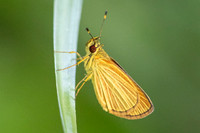 Lento xanthina -4026