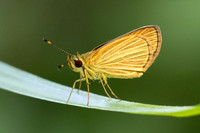 Lento xanthina -4034