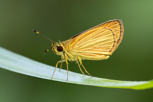 Lento xanthina -4034