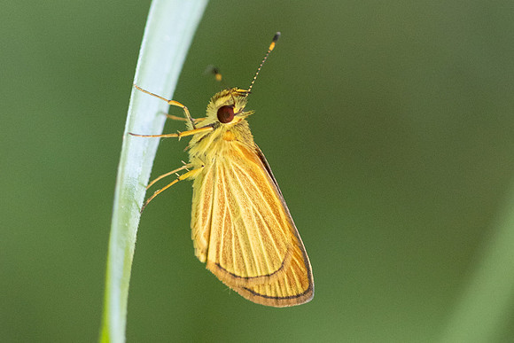 Lento xanthina -4029