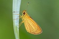 Lento xanthina -4023