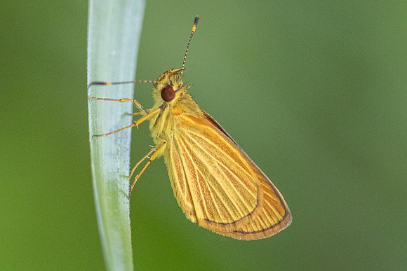 Lento xanthina -4023