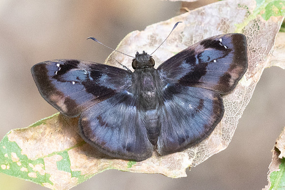 Quadrus tetrastigma-1471 -  Minca - 18/07/25