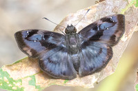 Quadrus tetrastigma-1481 -  Minca - 18/07/25
