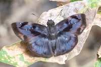 Quadrus tetrastigma-1466 -  Minca - 18/07/25