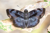Quadrus tetrastigma-1476 -  Minca - 18/07/25