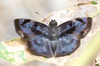 Quadrus tetrastigma-1487 -  Minca - 18/07/25