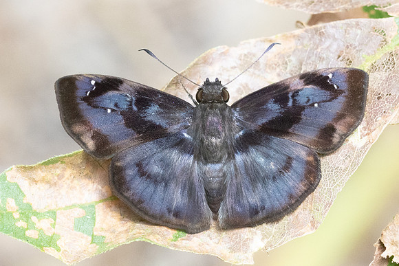 Quadrus tetrastigma-1487 -  Minca - 18/07/25