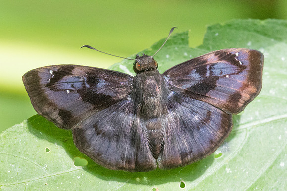 Quadrus tetrastigma-1425 -  Minca - 18/07/25
