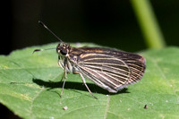 Parphorus decora-1015