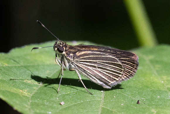 Parphorus decora-1015