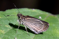 Callimormus sp