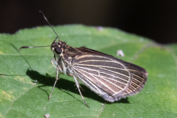 Parphorus decora-1012