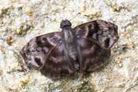 Ebrietas anacreon-4692