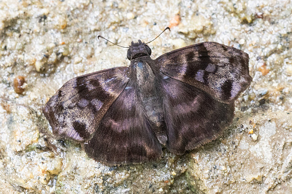 Ebrietas anacreon-4692