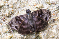 Ebrietas anacreon-4695