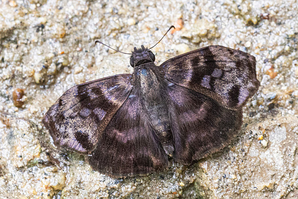 Ebrietas anacreon-4695