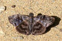 Ebrietas evanidus-6