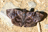 Ebrietas evanidus-11