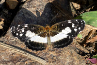 Castilia ofella-3488