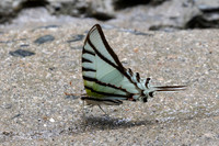 Eurytides glaucolus-0432
