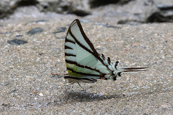 Eurytides glaucolus-0432