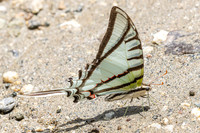 Eurytides glaucolus-0426