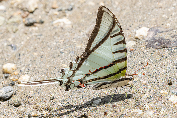 Eurytides glaucolus-0426