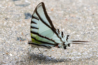 Eurytides glaucolus-0433