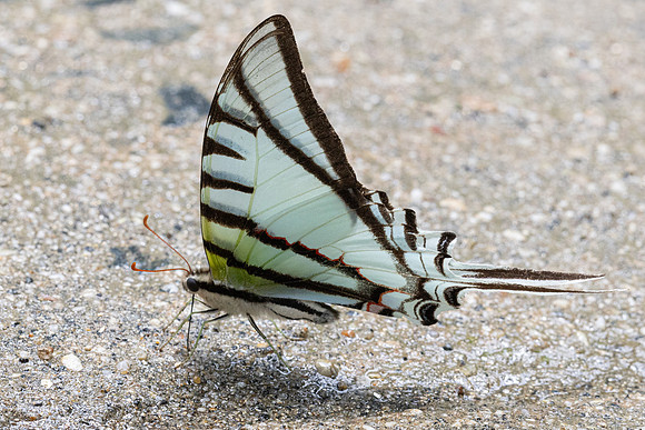 Eurytides glaucolus-0433