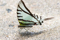 Eurytides glaucolus-0438