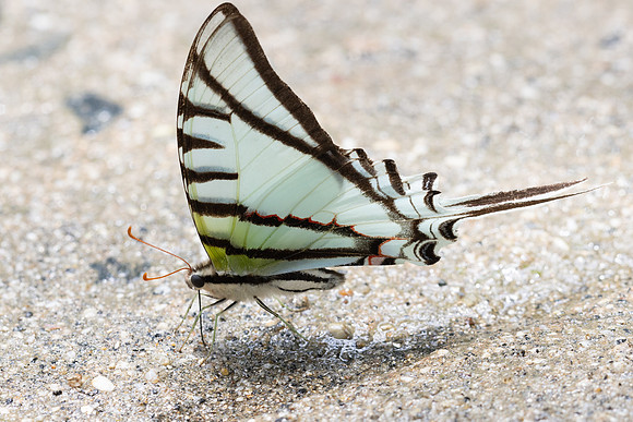 Eurytides glaucolus-0438