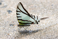 Eurytides glaucolus-0437