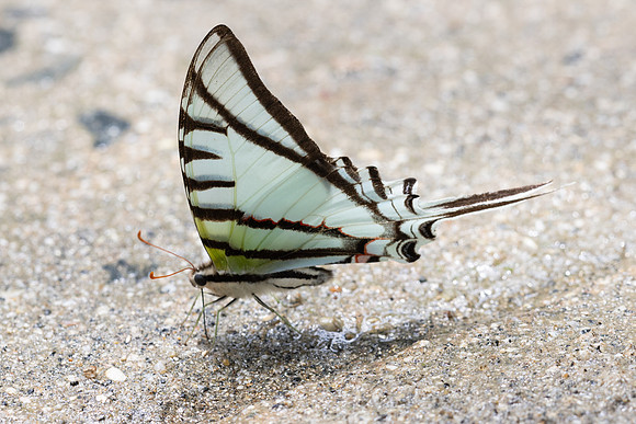 Eurytides glaucolus-0437
