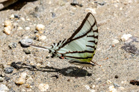 Eurytides glaucolus-0423