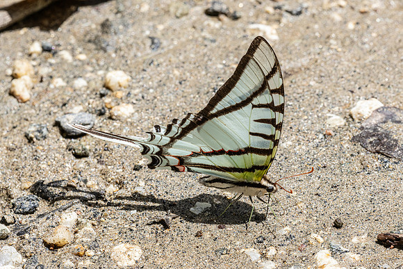 Eurytides glaucolus-0423