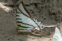 Eurytides glaucolus-0409