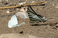 Eurytides glaucolaus-1-2