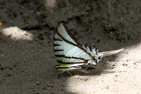 Eurytides glaucolus-0416