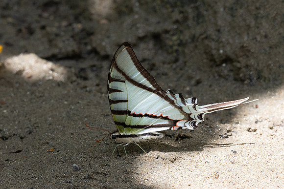 Eurytides glaucolus-0416