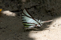 Eurytides glaucolus-0414