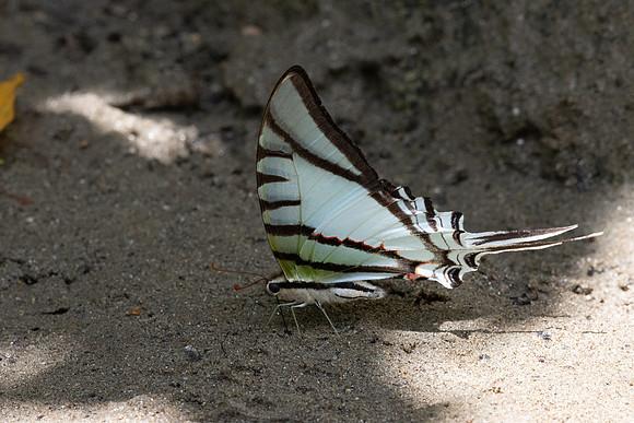 Eurytides glaucolus-0411