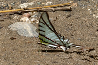 Eurytides glaucolaus-7
