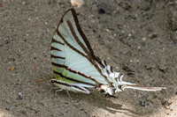 Eurytides glaucolus