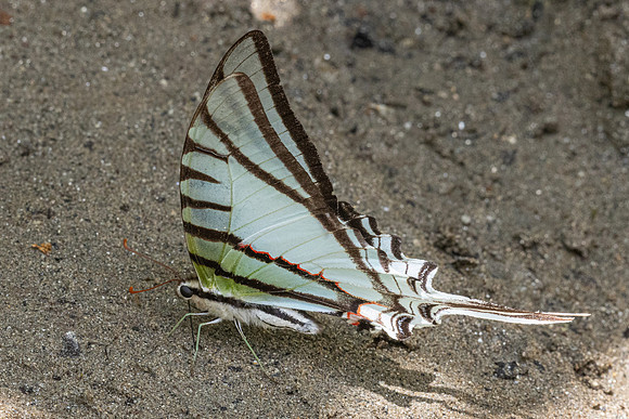 Eurytides glaucolus-0406