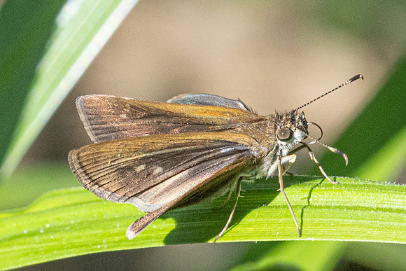 Vehilius stictomenes-2472